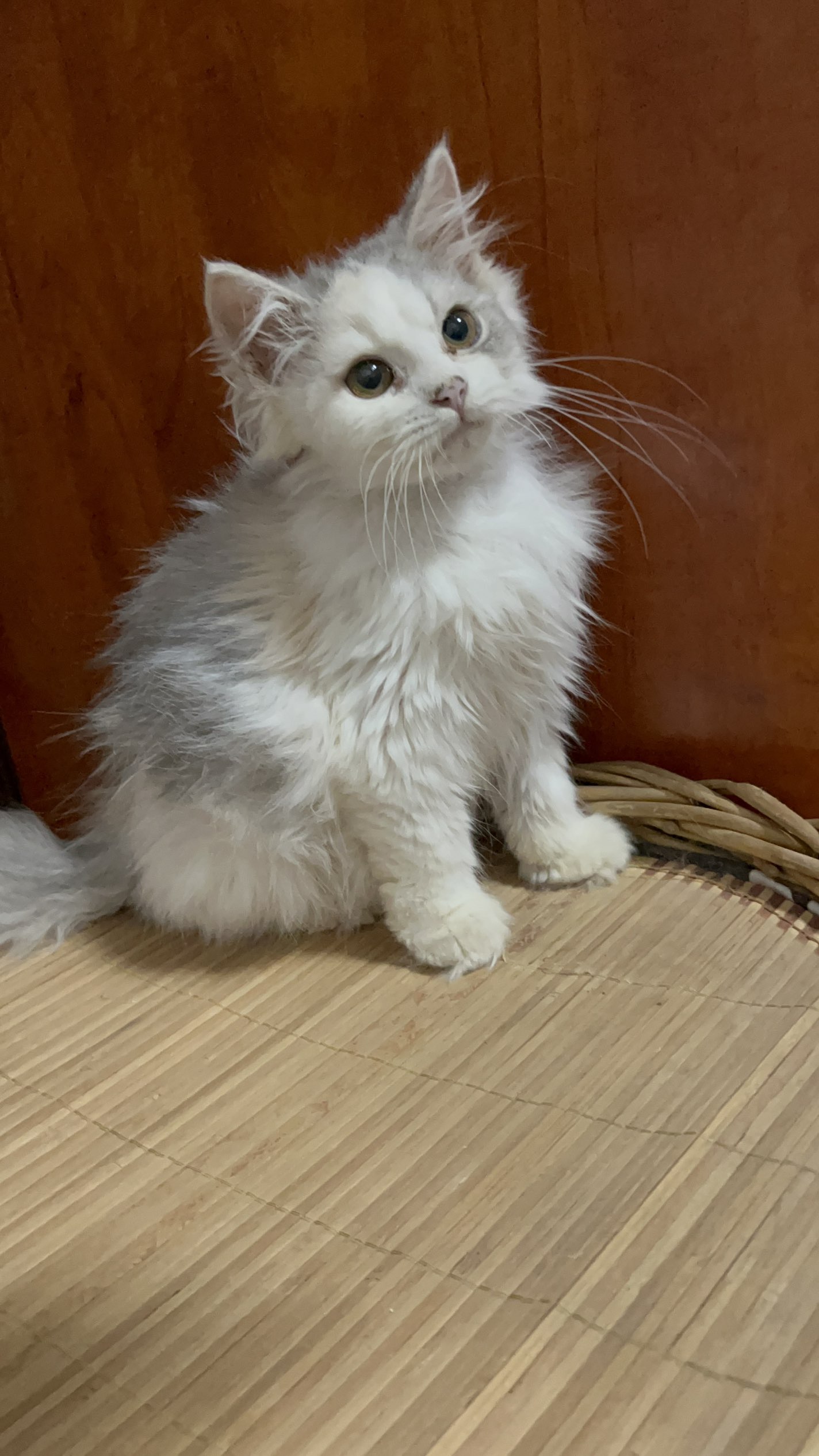 长毛蓝乳三花很乖很温顺